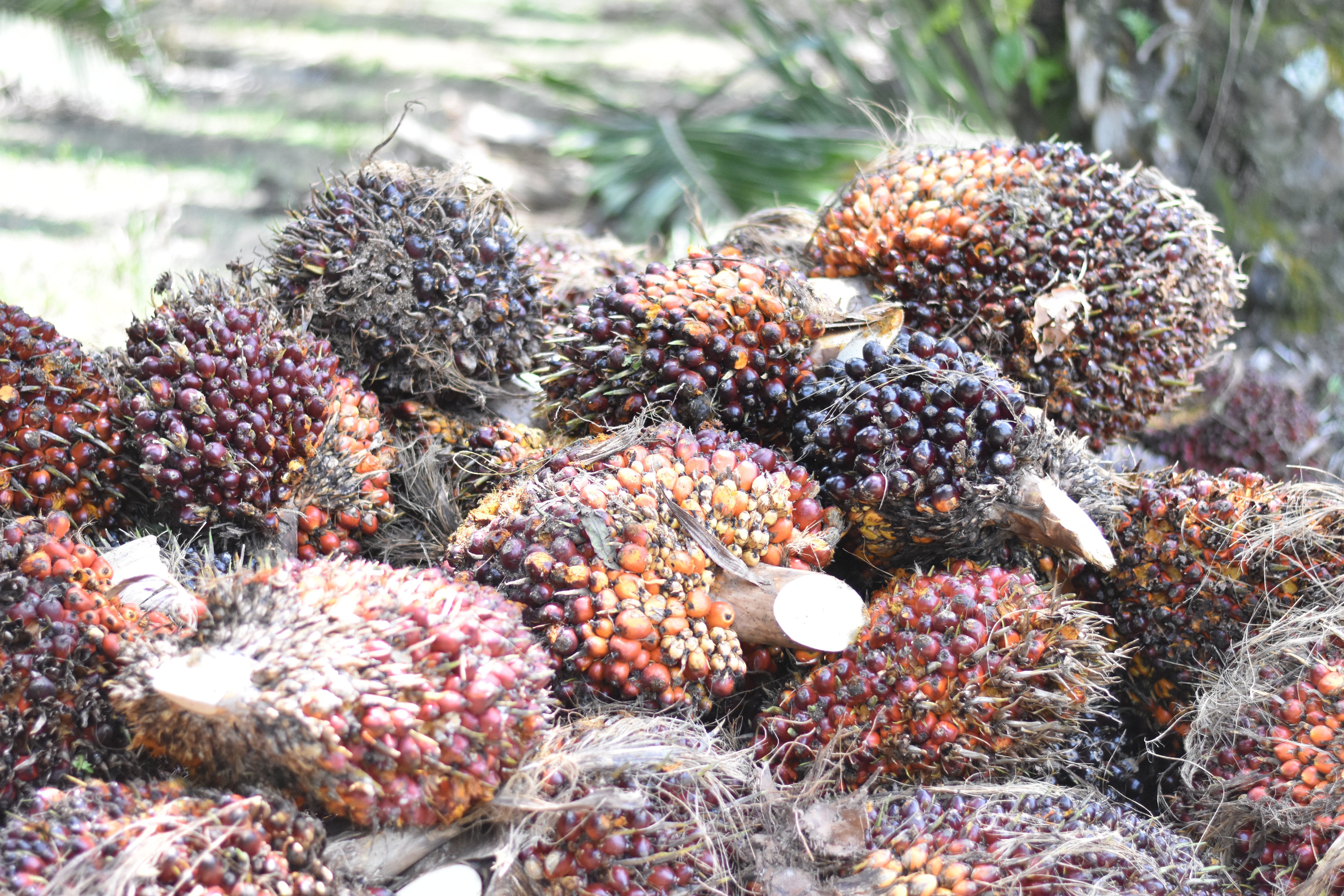 Buah kelapa sawit di pokok