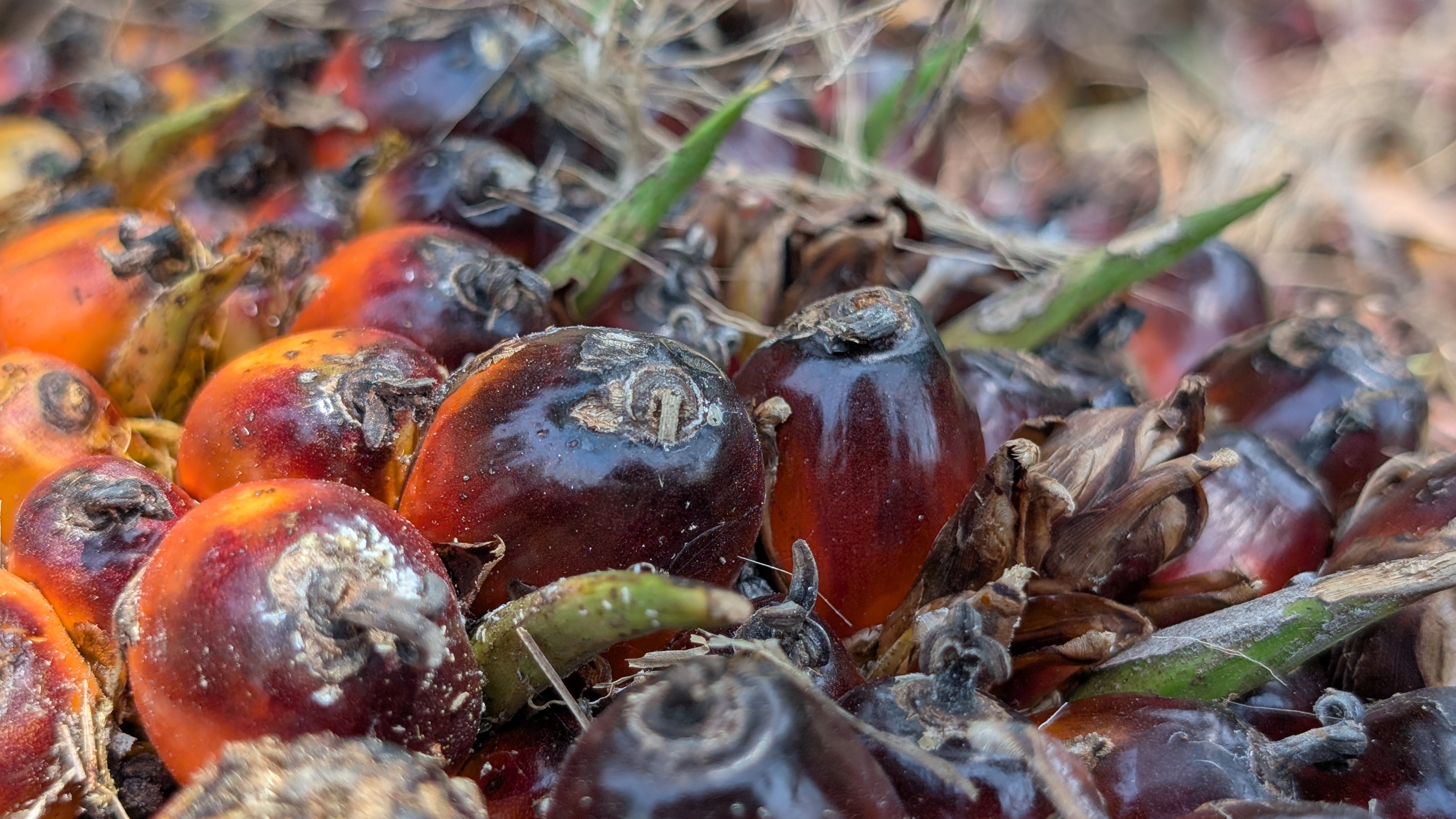 Jalan di ladang kelapa sawit